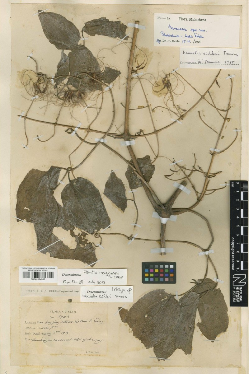 Clematis menglaensis photo 4
