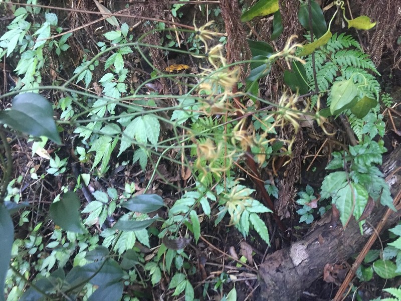 Clematis meyeniana