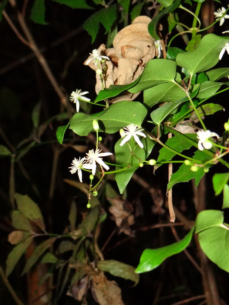 Clematis meyeniana photo 2