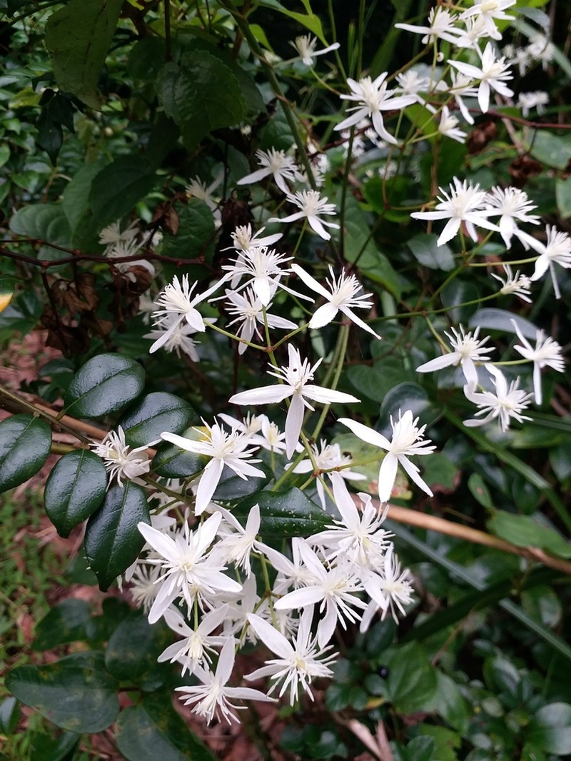 Clematis meyeniana photo 3