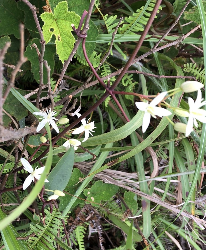 Clematis meyeniana photo 4