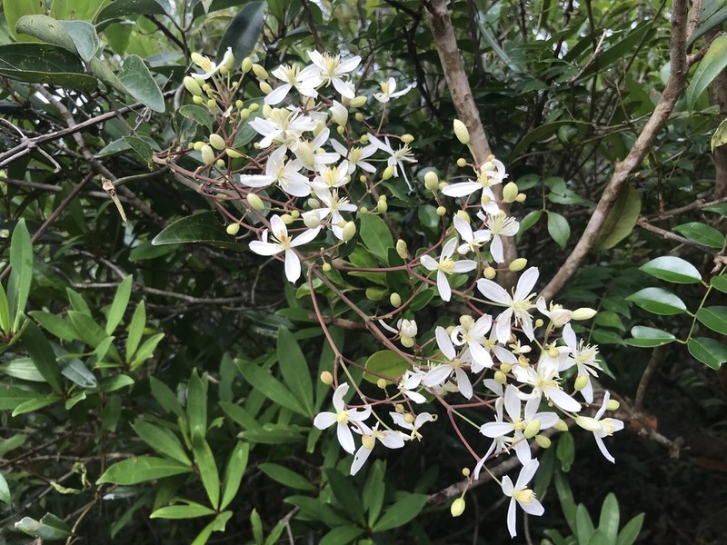 Clematis meyeniana photo 5