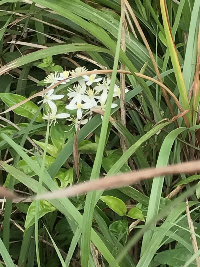 Clematis meyeniana photo 6