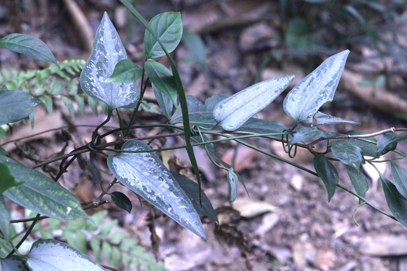 Clematis meyeniana photo 7