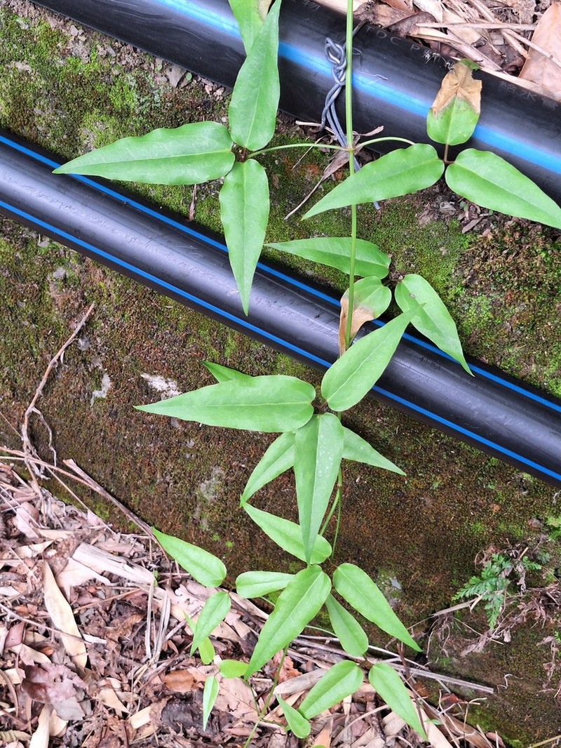 Clematis meyeniana photo 8