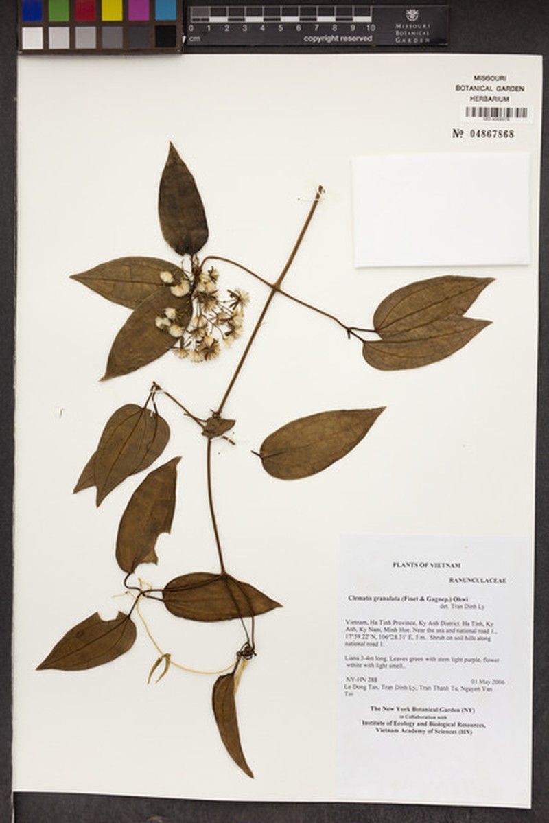 Clematis meyeniana var. granulata