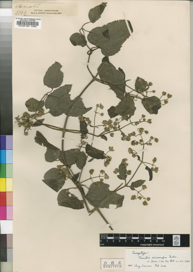 Clematis microcuspis