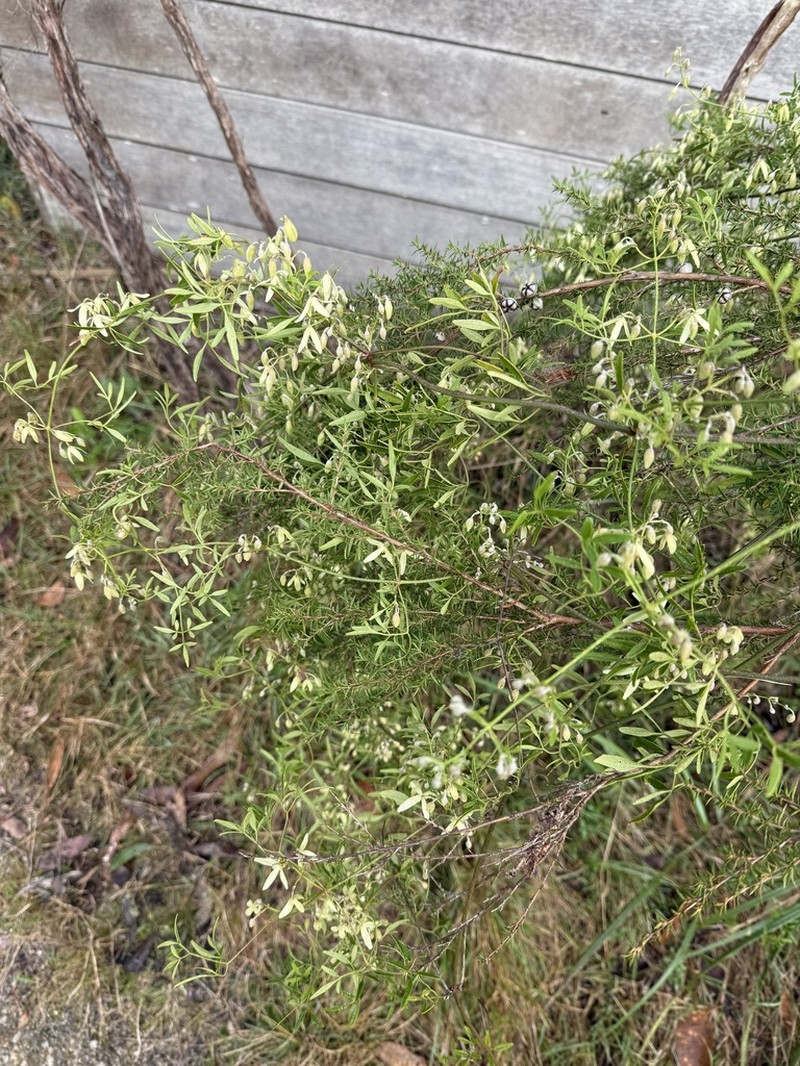 Headachevine photo 6