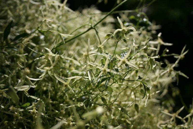 Headachevine photo 3