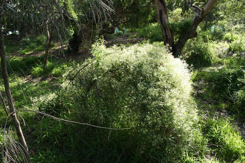 Headachevine photo 2