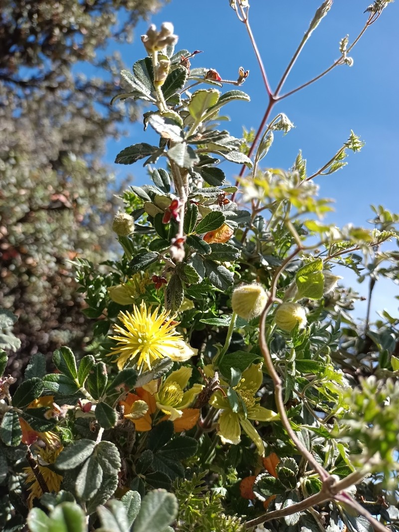 Clematis millefoliolata
