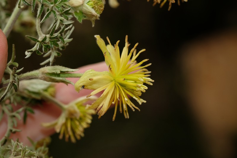 Clematis millefoliolata photo 2