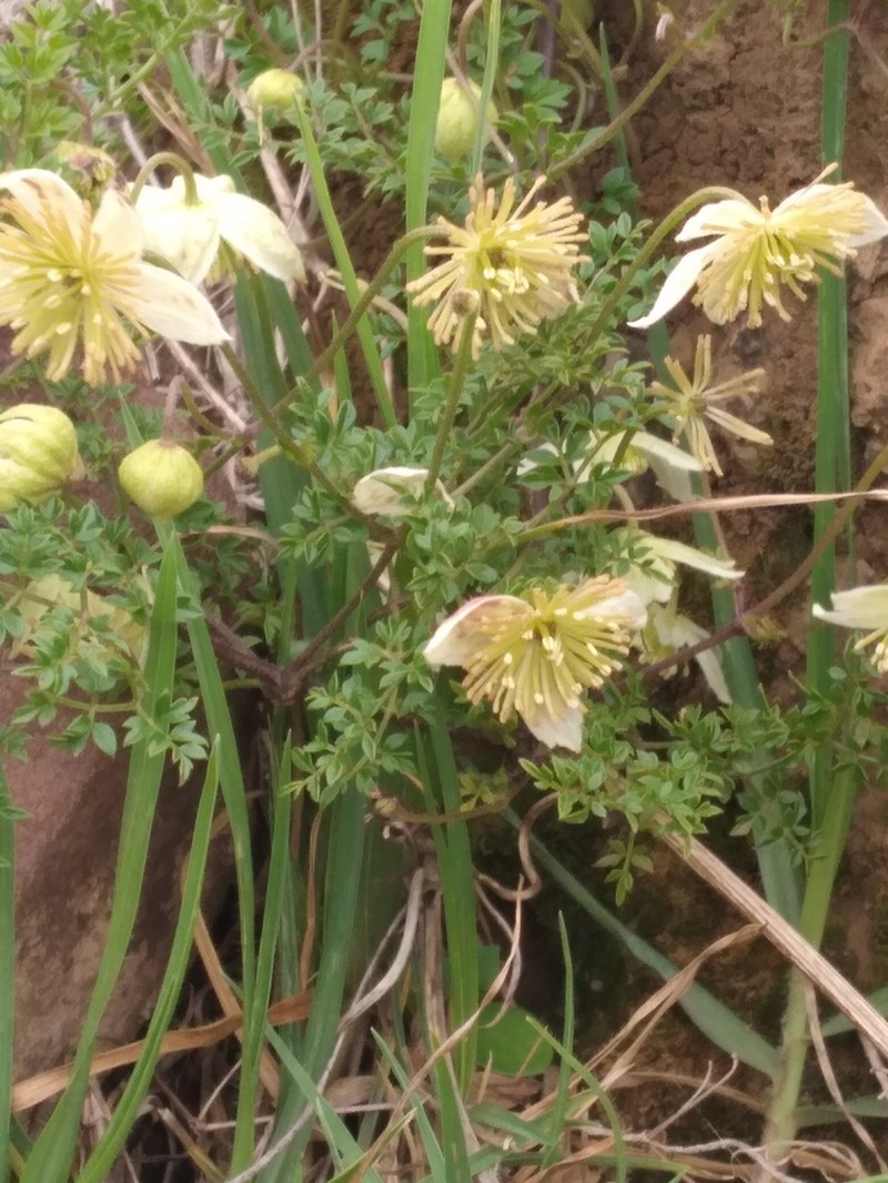 Clematis millefoliolata photo 3