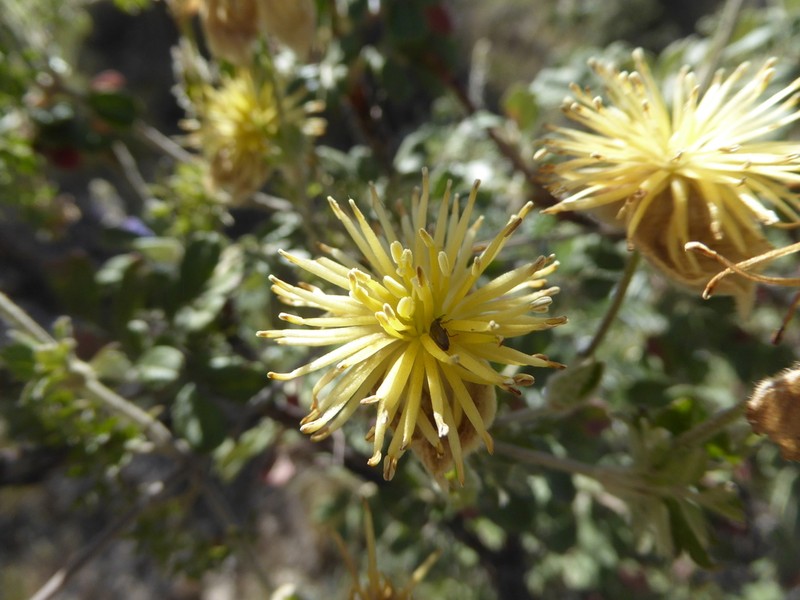 Clematis millefoliolata photo 4