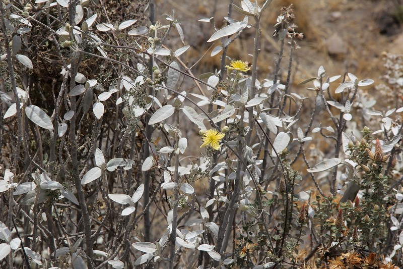 Clematis millefoliolata photo 5