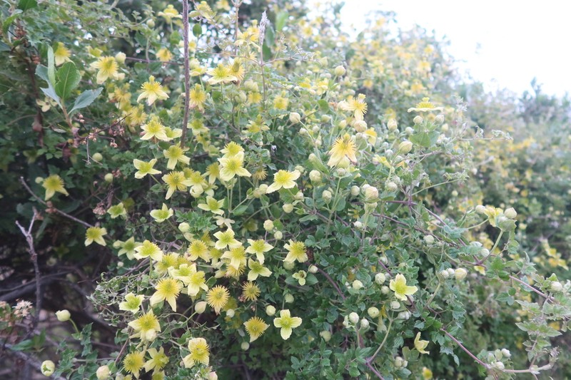 Clematis millefoliolata photo 6
