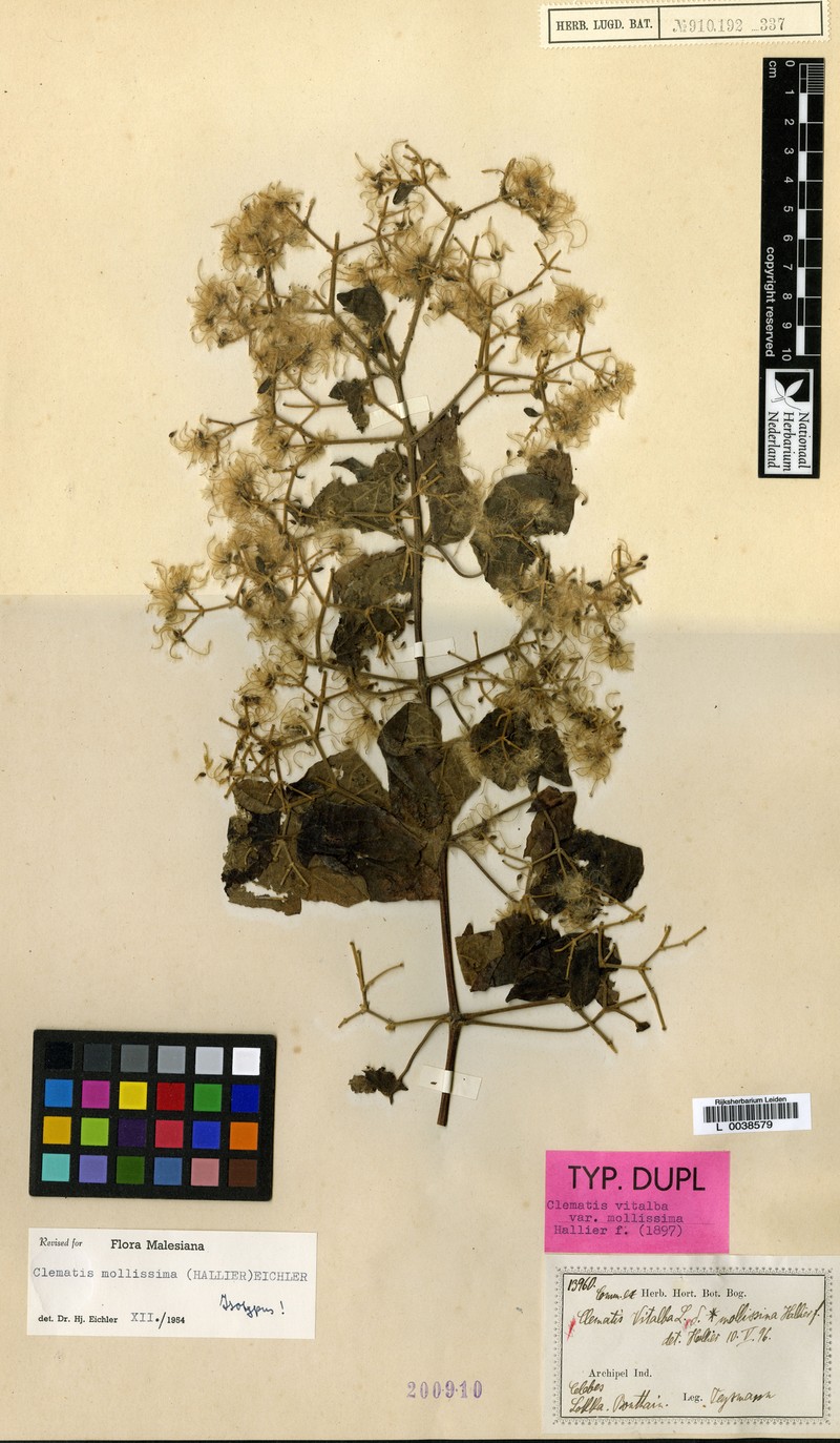 Clematis mollissima