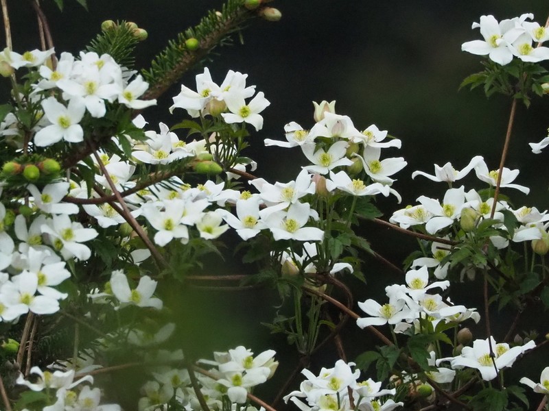 Clematis montana photo 2