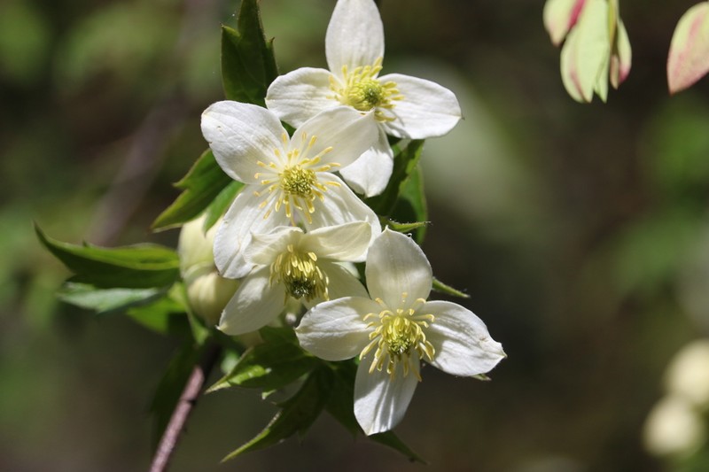Clematis montana photo 3
