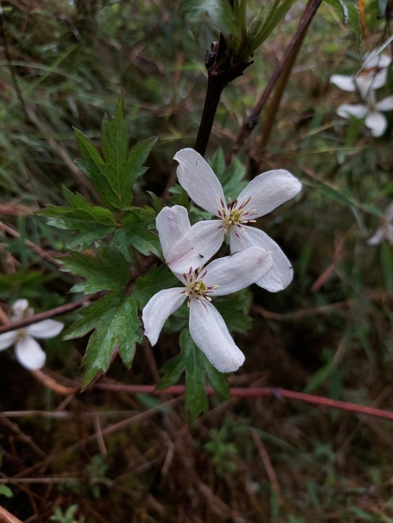 Clematis montana photo 4