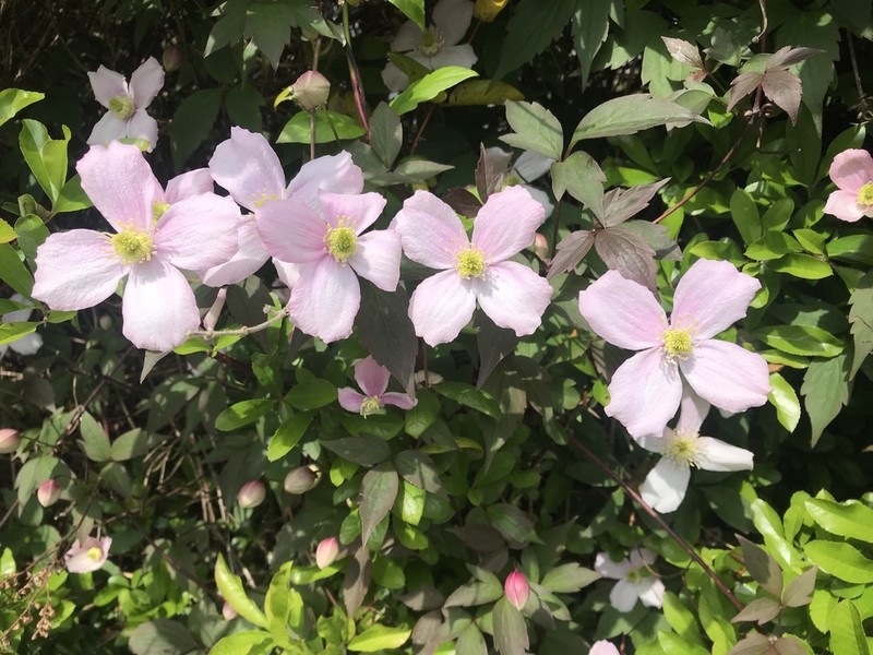 Clematis montana photo 5