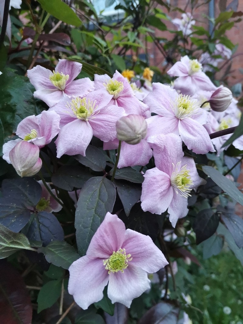 Clematis montana photo 6