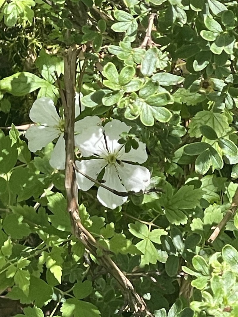 Clematis montana photo 7