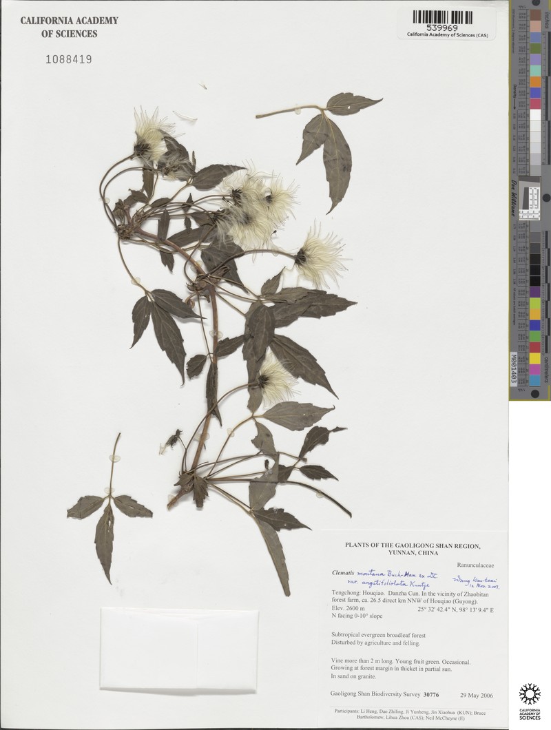 Clematis montana var. angustifoliola