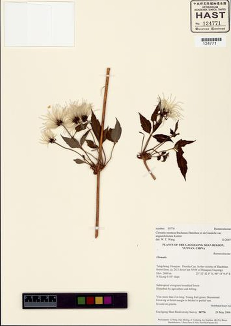 Clematis montana var. angustifoliola photo 2