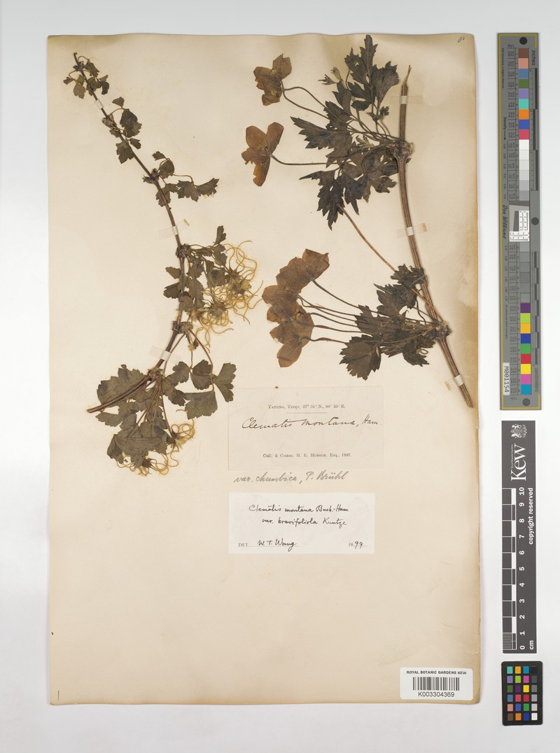 Clematis montana var. brevifoliola