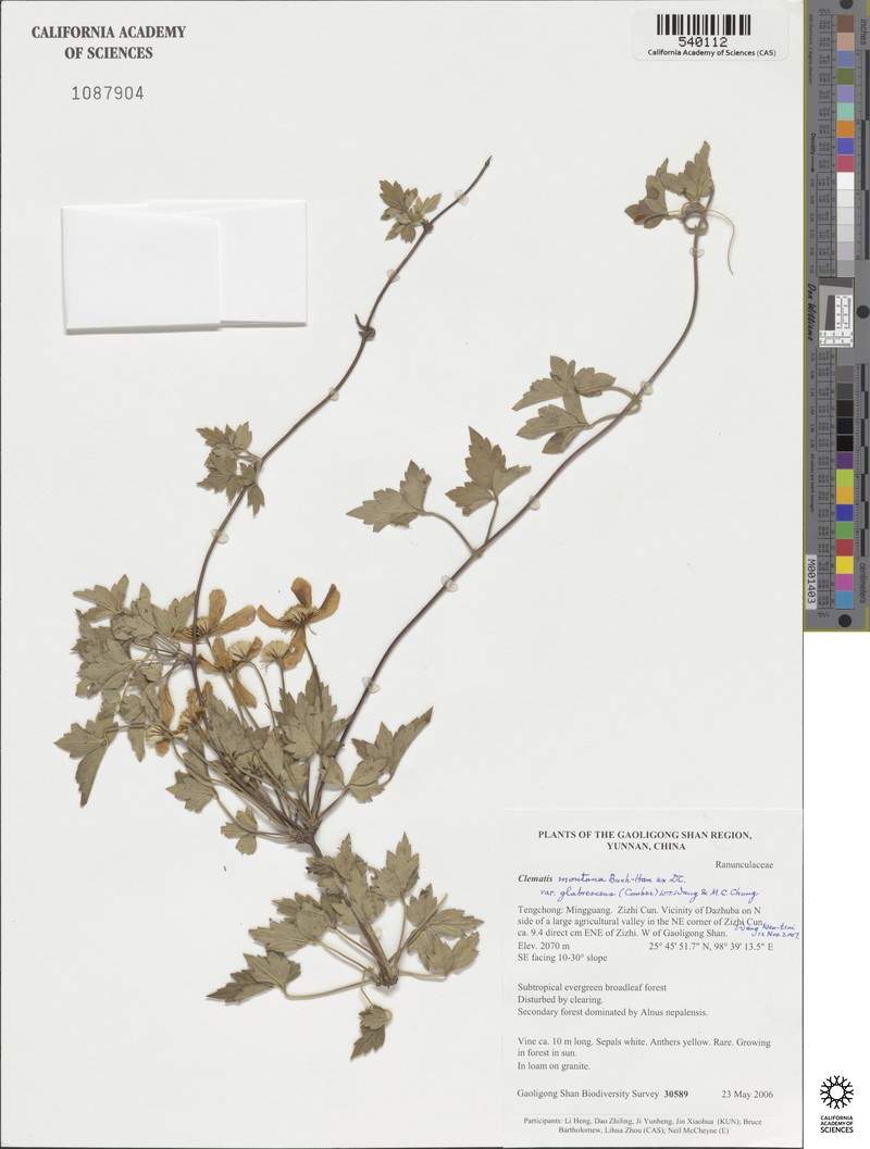 Clematis montana var. glabrescens
