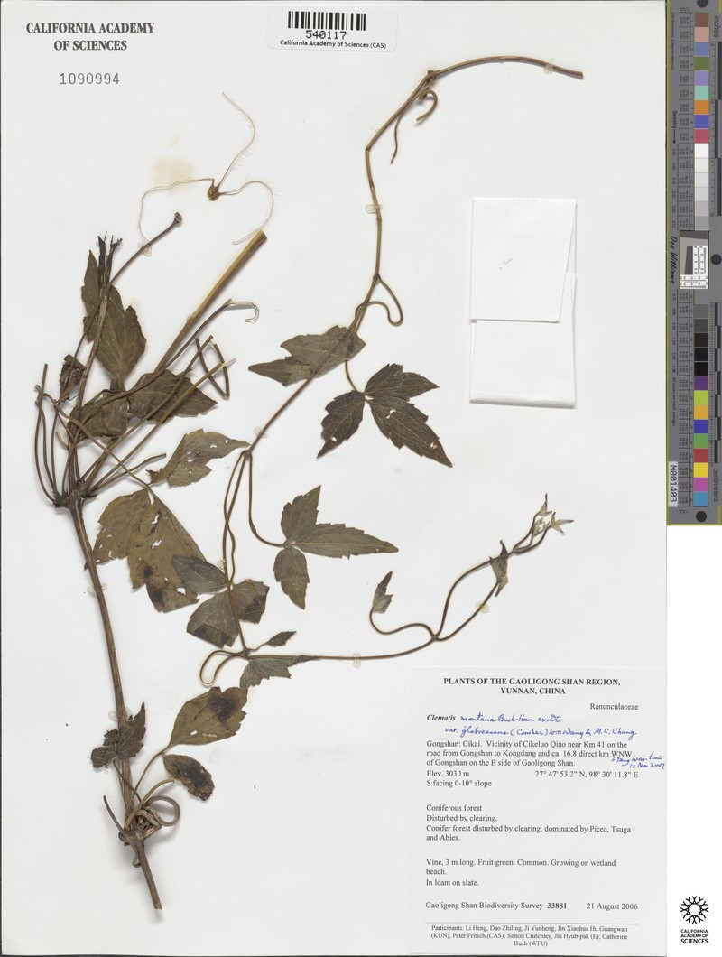 Clematis montana var. glabrescens photo 2