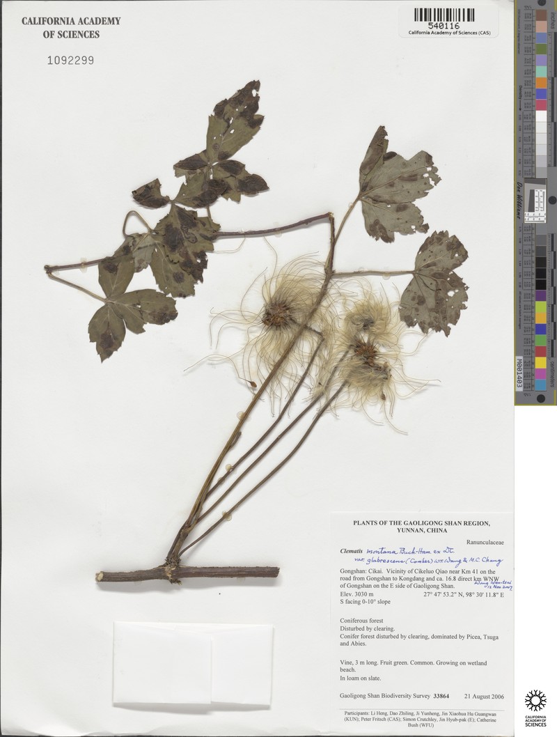 Clematis montana var. glabrescens photo 3