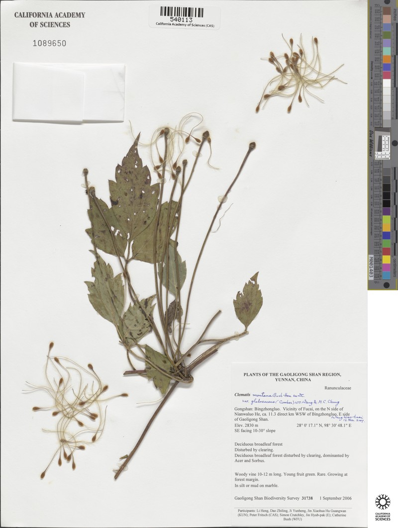 Clematis montana var. glabrescens photo 4