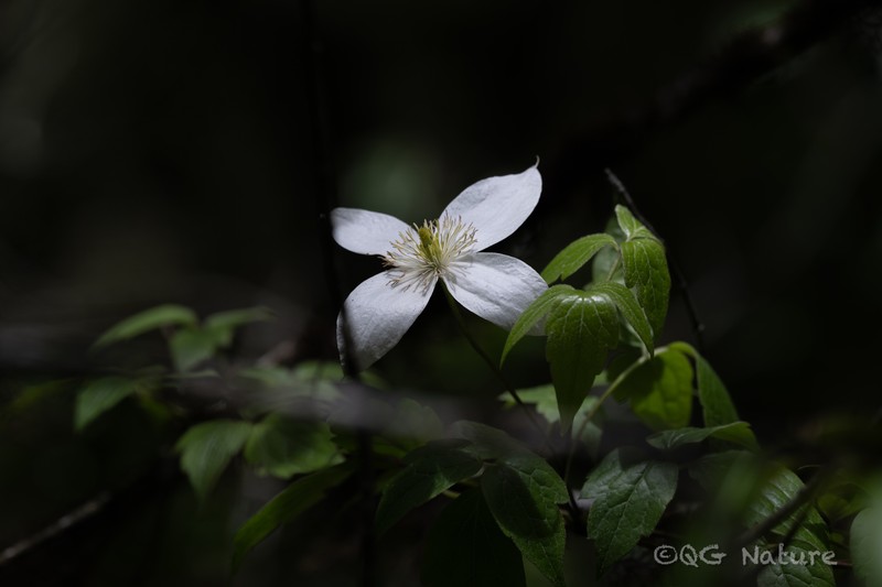 Clematis montana var. longipes
