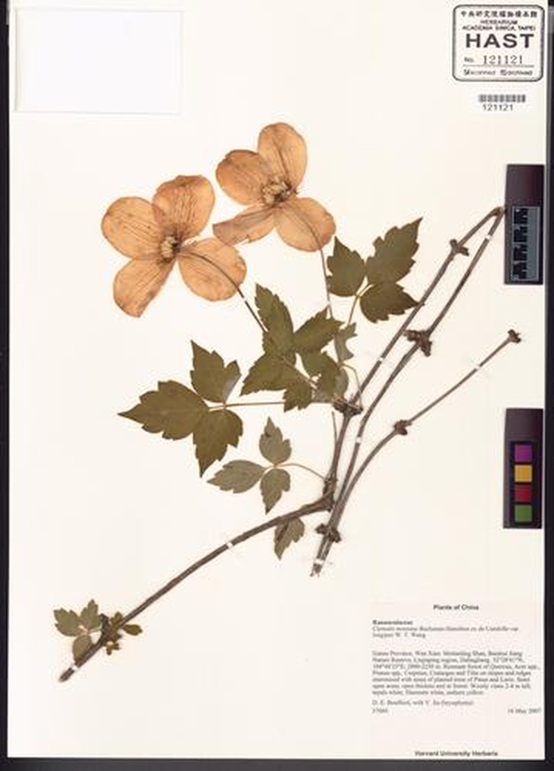 Clematis montana var. longipes photo 4