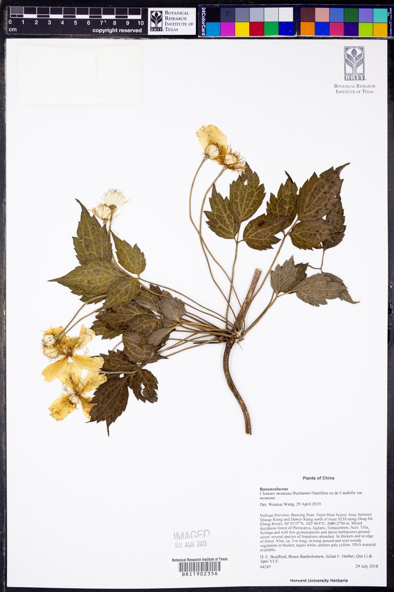 Clematis montana var. montana