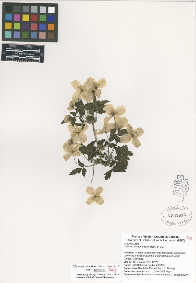 Clematis montana var. montana photo 2