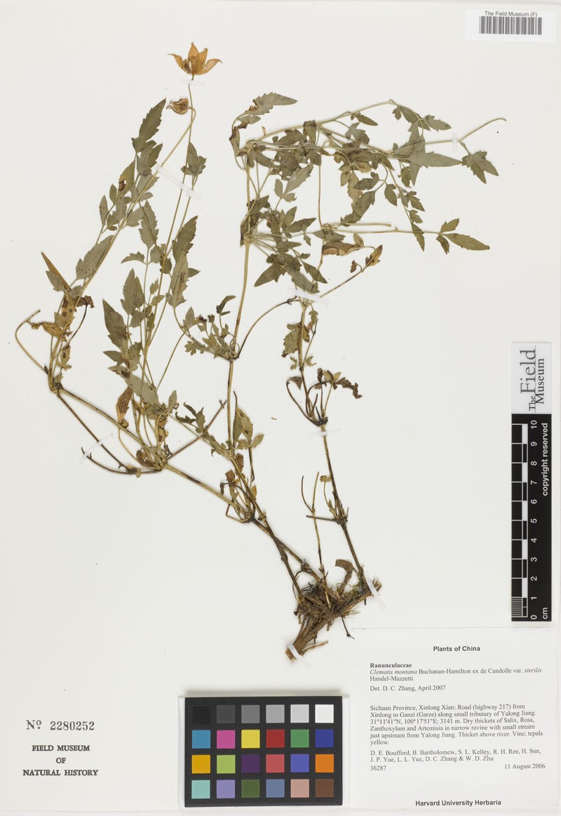 Clematis montana var. sterilis