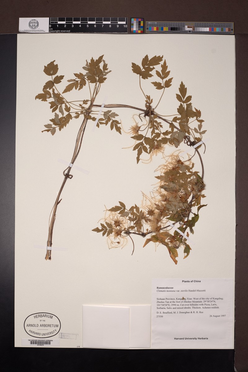 Clematis montana var. sterilis photo 2