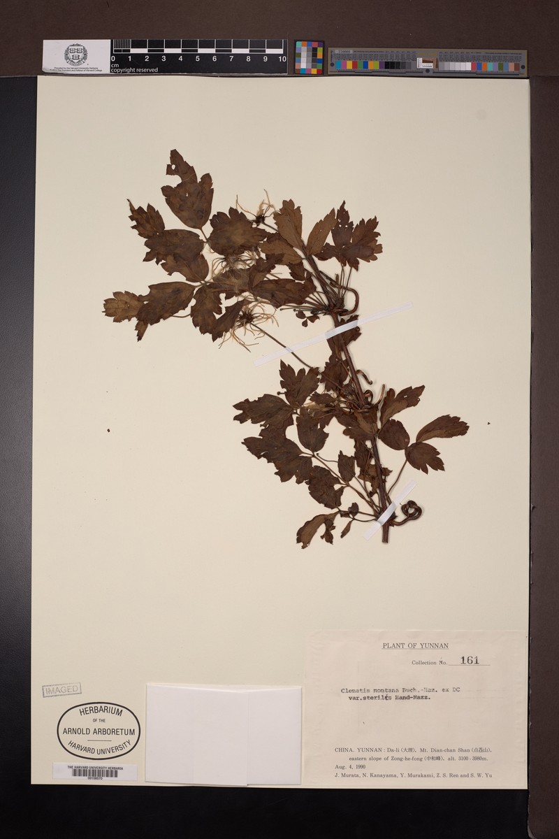 Clematis montana var. sterilis photo 3