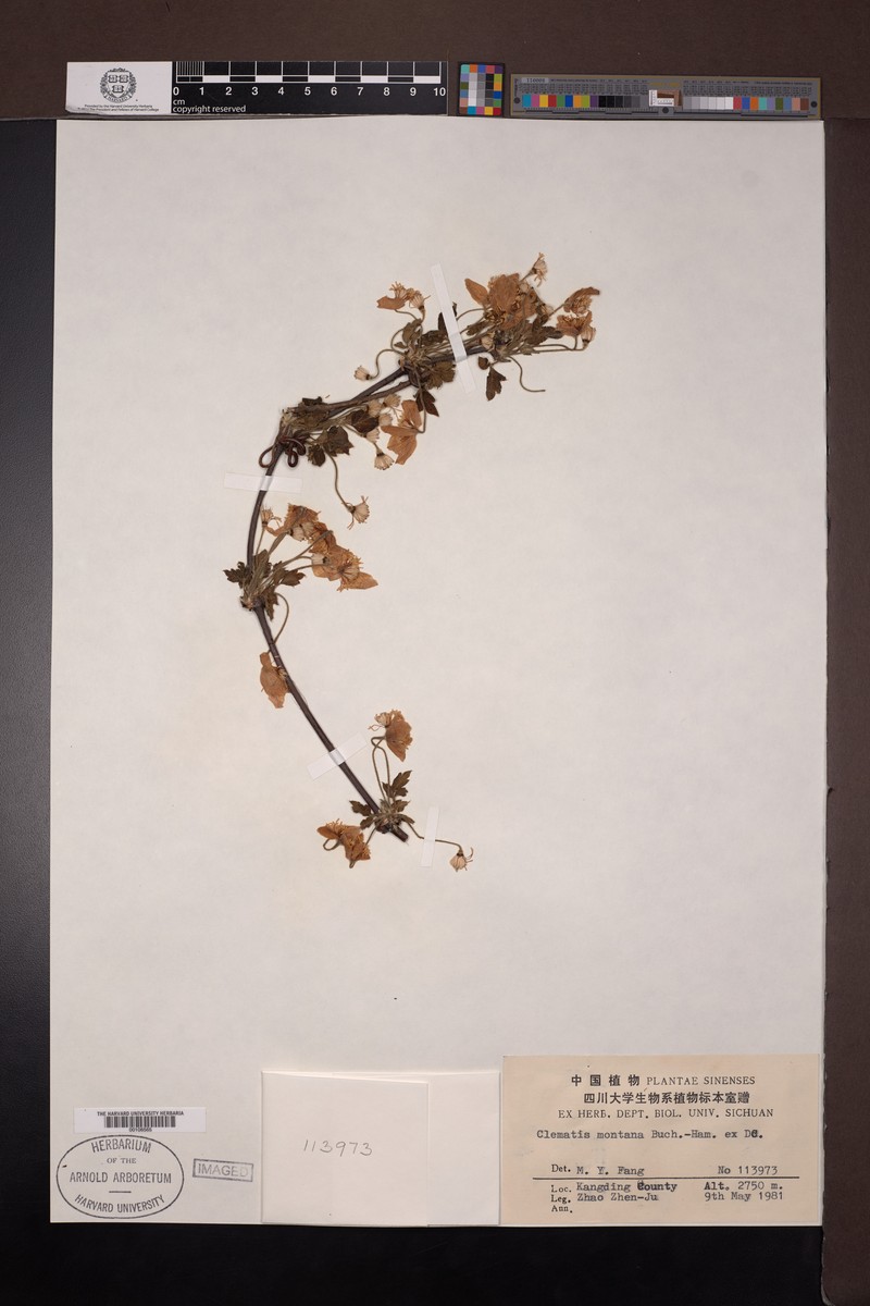 Clematis montana var. sterilis photo 4