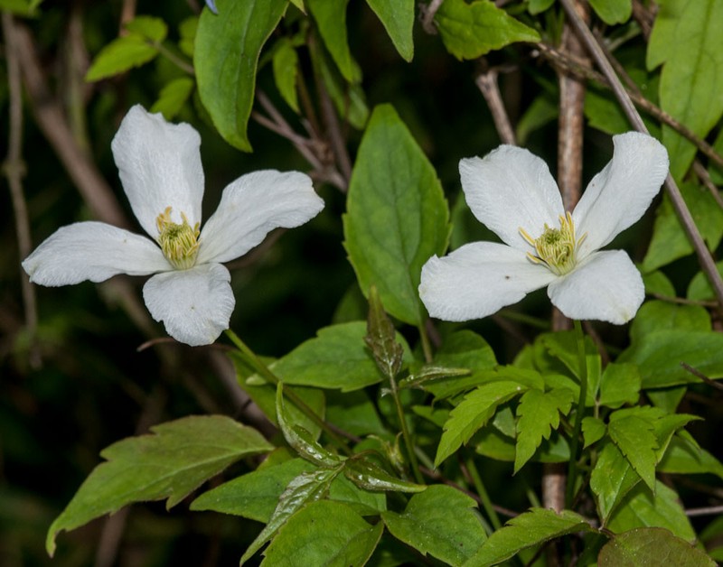 Clematis montana var. wilsonii