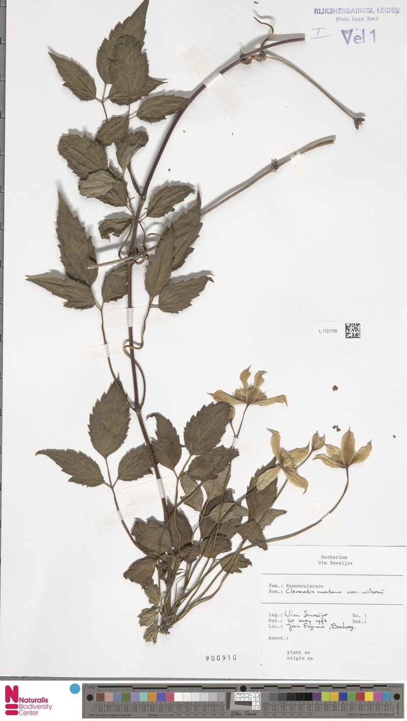 Clematis montana var. wilsonii photo 2