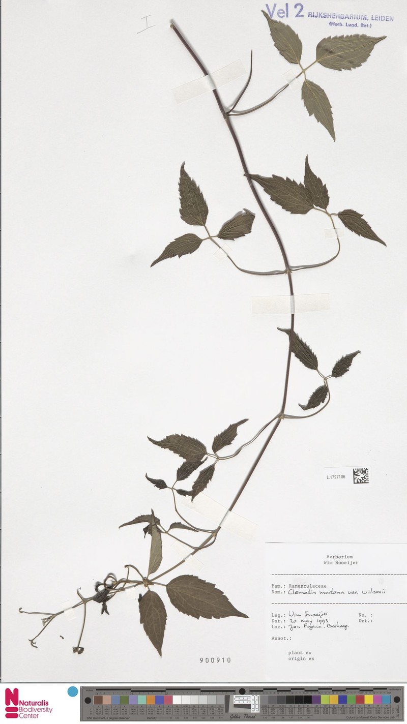 Clematis montana var. wilsonii photo 3