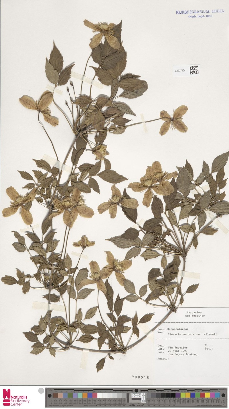 Clematis montana var. wilsonii photo 4