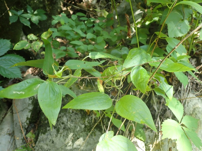 Huntsville Vasevine photo 2