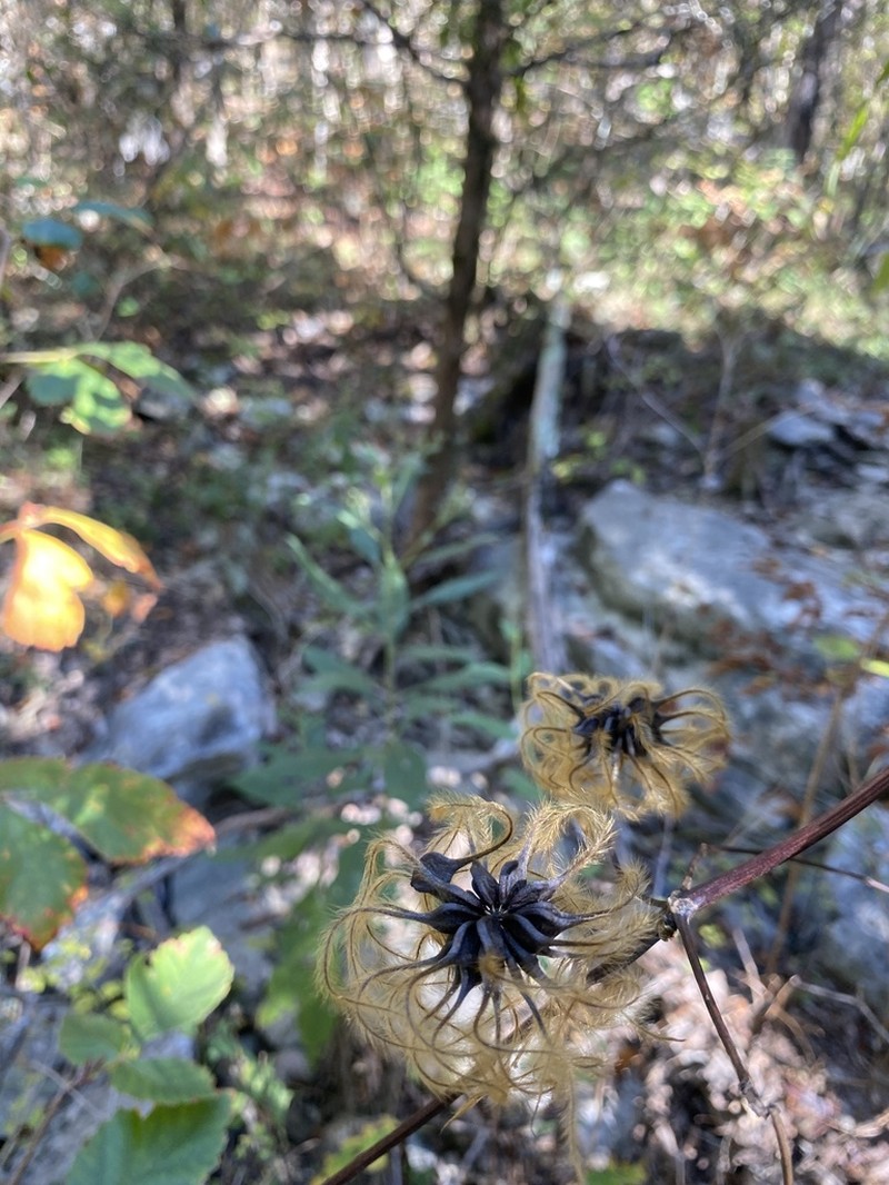 Huntsville Vasevine photo 6
