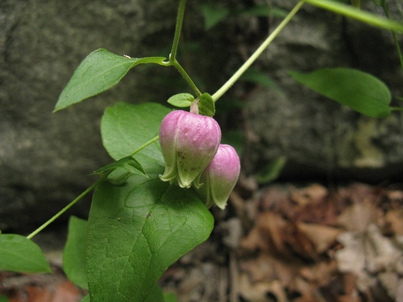 Huntsville Vasevine photo 8
