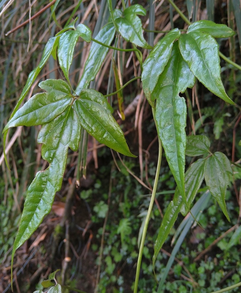 Clematis morii